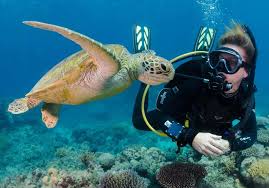 Sea Life Of The Red Sea