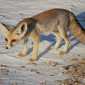 Wildlife Of Hurghada